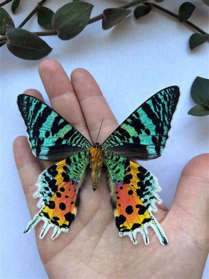 Are madagascan sunset moths rare?