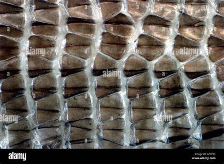 Do alligator lizards shed their skin?