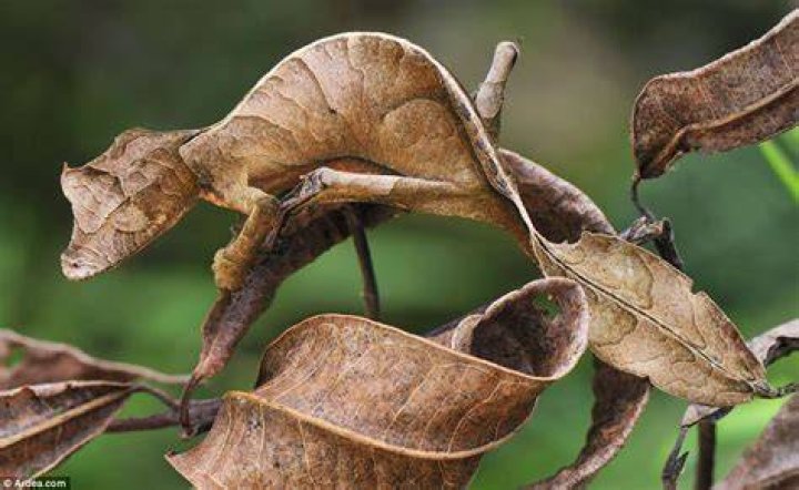 What animal camouflages to protect itself?